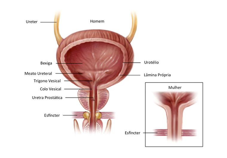 Uretroscopia e Cistoscopia Imagem 1